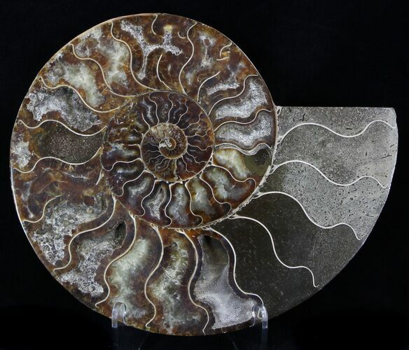 Beautiful Split Ammonite Half - Agatized #34376